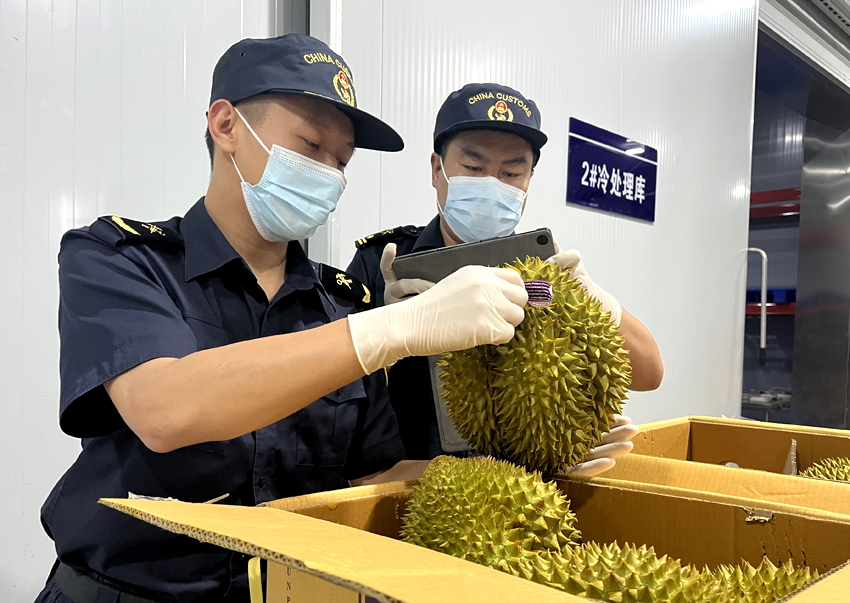 磨憨鐵路口岸綜合性指定監(jiān)管場地水果查驗區(qū)內(nèi)，海關(guān)關(guān)員正在查驗進口榴蓮。勐臘海關(guān)供圖