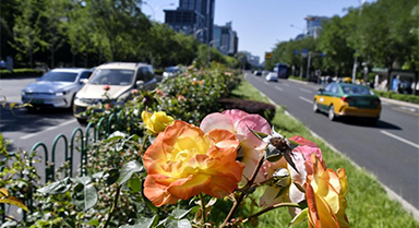 月季花扮靚北京道路